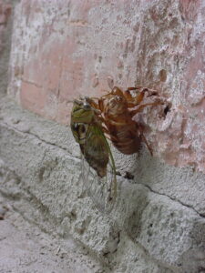 green cicada on top of it's brown exoskeleton