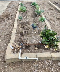 garden bed with space for new plants as part of the Austin February vegetable garden checklist