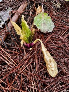 brown dead swiss chard leaves from frost damage