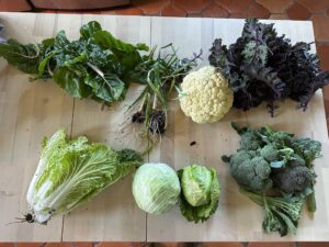 vegetables on counter ready to be processed