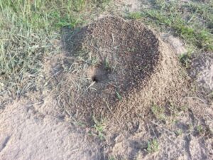 mound of dirt from leafcutter ant colony