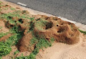 several mounds indicating a leafcutting ant colony