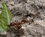 Leafcutter ant taking leaf back to nest