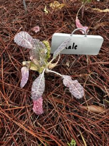 purple foliage of kale