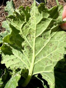 aphids on underside of leaf