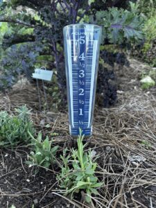 Rain gauge placed in an april vegetable garden