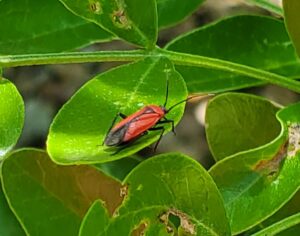 mirids are a type of plant bug that is red and black in color
