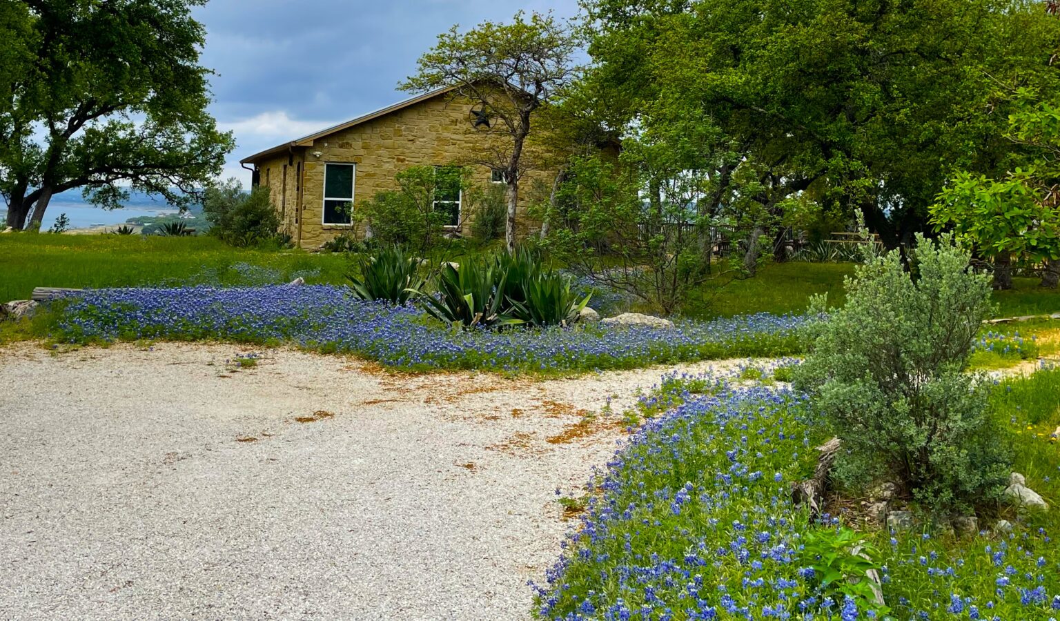 Texas Superstar – Bluebonnet Seed Harvesting - Urban Programs Travis County