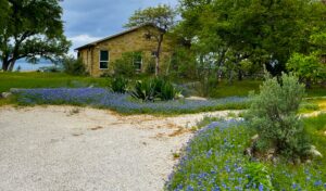 bluebonnets blooming along a gravel driveway