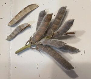 brown ripened bluebonnet seed pods