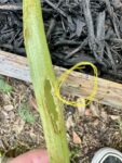 hole in stem with maggot crawling on wood