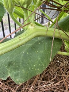 tiny brown eggs on green stem