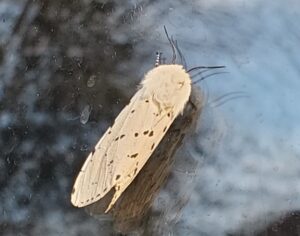 Peachy-white color moth with dots on the wings