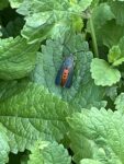 black and orange moth resting on leaf