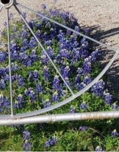 bluebonnet blossoms