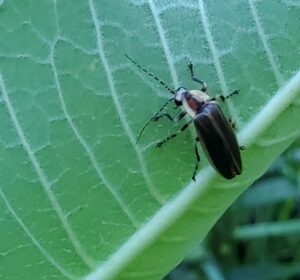 Adult firefly beetle on green leaf