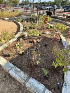 Late September Garden vegetables exhibiting heat stress and damage.