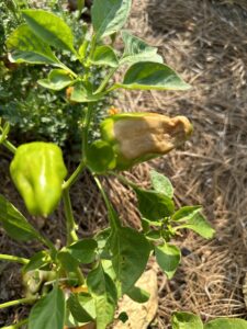 green bell peppers with brown sunscald patches